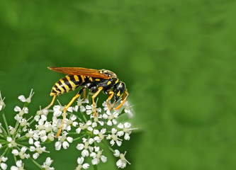 wasp