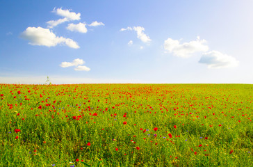 campo di lenticchie a Castelluccio, Italia