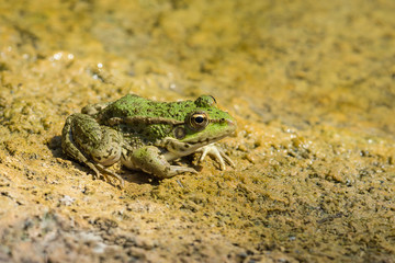 Green frog (lat. Pelophylax ridibundus)
