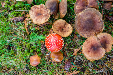 Top down view of fly agaric amanita poisonous toadstool mushroom with other brown wild mushrooms fungi on green grass in autumn fall