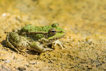 Green frog (lat. Pelophylax ridibundus) close-up