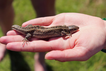 Lizard on the palm. The little reptile in his hand.