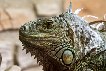 Closeup of an iguana reptil face 5