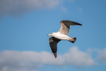 Seagull in the sky