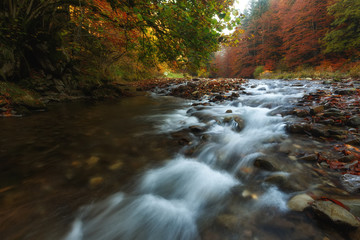River in the Irati forest in autumn