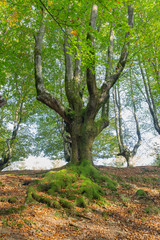 Los encantos de Otzarreta