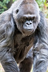Silver back gorilla looking alert and menacing against a natural © digidreamgrafix