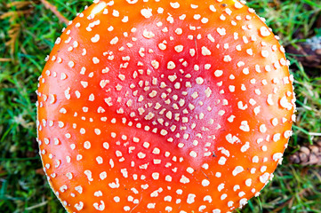Top down view close up detail of red and white spotted fly agaric mushroom toadstool fungus growing on grass in autumn after rain and damp

