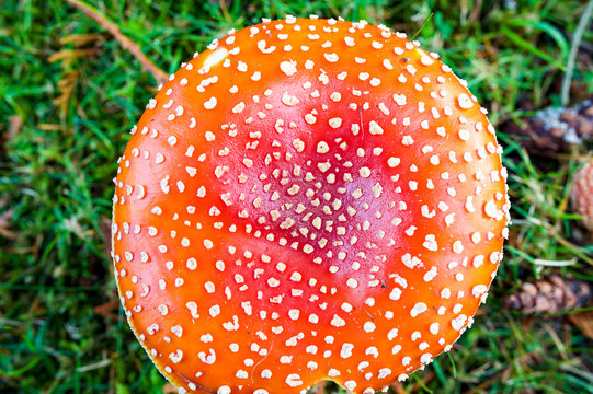 Top down view close up detail of red and white spotted fly agaric mushroom toadstool fungus growing on grass in autumn after rain and damp
