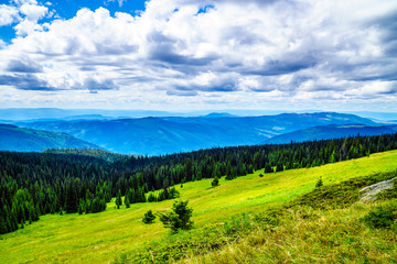 Obraz premium Pine Beetle affected forest in the Shuswap Highlands of British Columbia, Canada