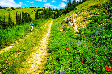 Fototapeta na wymiar Senior Woman looking at the Wild Flowers on Tod Mountain in the Shuswap Highlands of British Columbia, Canada