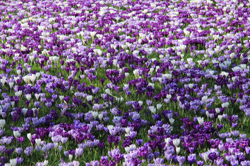 Crocuses on a field