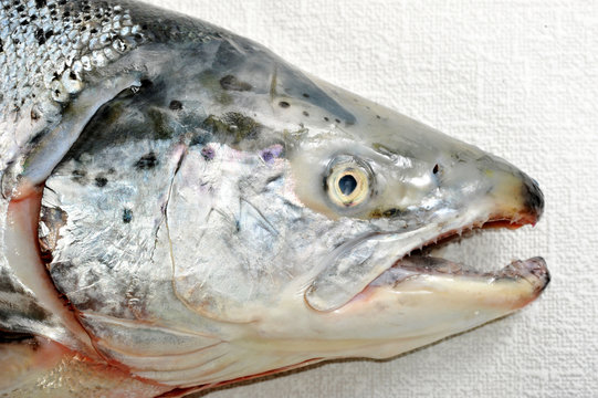 fish head of a salmon with sharp teeth and silvery scales