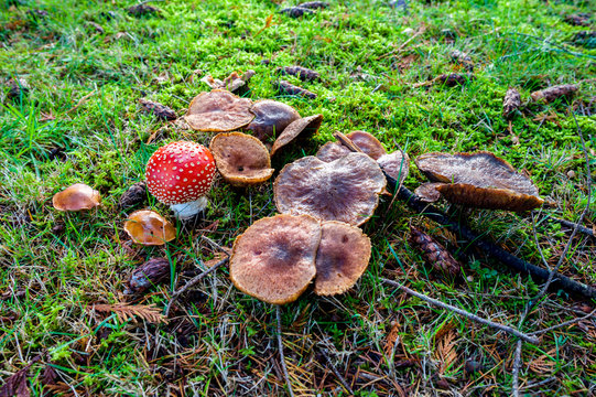 Wild brown mushrooms growing together on grass and moss with single fly agaric amanita poisonous mushroom