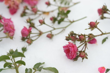 Flowers wilted Rose frozen in the snow 