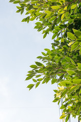 group of green leaf and sky,cloud and blue sky,green leaf from garden,green leaf make oxygen