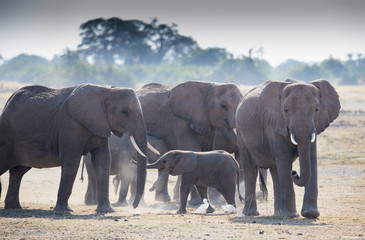 Naklejka na ściany i meble Family elephants on the african savannah