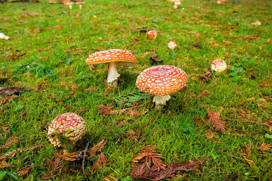 Red and white spotted fly agaric amanita mushrooms toadstools fungi growing on grass in autumn after rain and damp