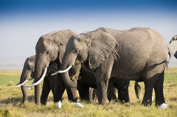 Fototapeta na wymiar Herd of elephants in Amboseli National Park Kenia