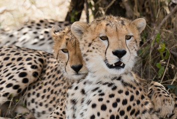 Amazing cheetah in Masai Mara National Park Kenia