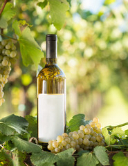 White wine bottle, young vine and bunch of grapes against green shining bokeh background, Italy