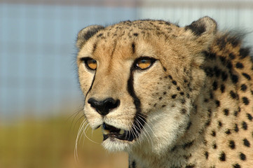 A cheetah in South Africa