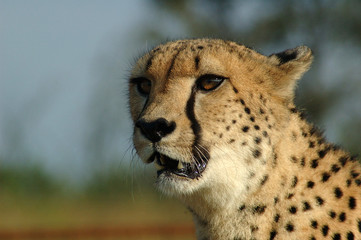 A cheetah in South Africa