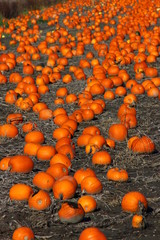 Pumpkin patch