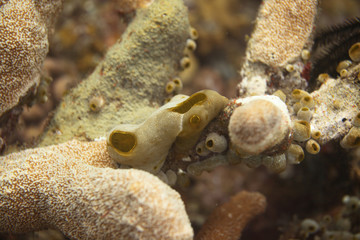 niesamowity podwodny świat makro - zwierzęta: osłonice