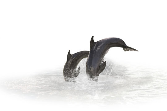 two grey dolphins jumping in the water playing with each other. Isolated on white background with water in the background.