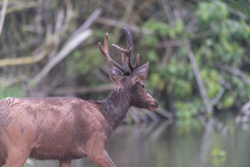 Sambar deer in forest at Khao Yai national park, Thailand