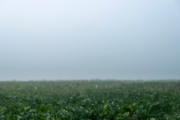 Fototapeta na wymiar Agricultural land in fog. Geesteren. Achterhoek. Gelderland. The Netherlands.