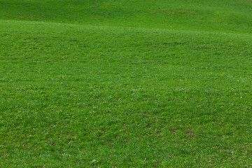 green grass.  Background of a green grass