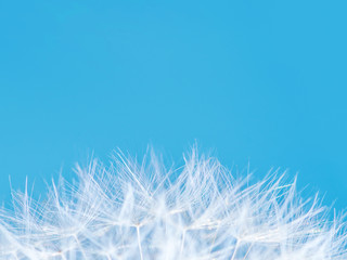 Fototapeta na wymiar Dandelion Flower on Blue Sky Background