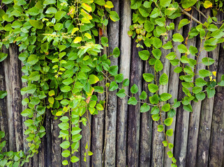 Vine Bamboo Fence Wall Lifestyle Background