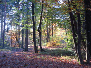 Obraz premium Forêt en automne