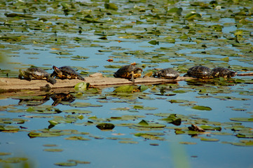 Turtles on log in lake with lilllypads