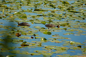 turtles swimming away from each other in lillypads