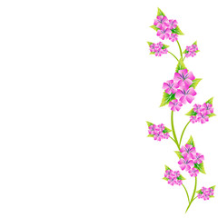 beautiful  flowers, on a white