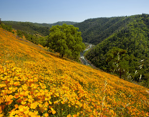 Naklejka premium California Poppies, Coloma
