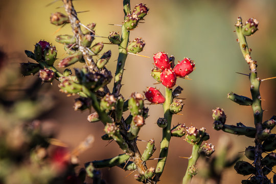 Christmas Cholla Cactus, Tucson, Arizona