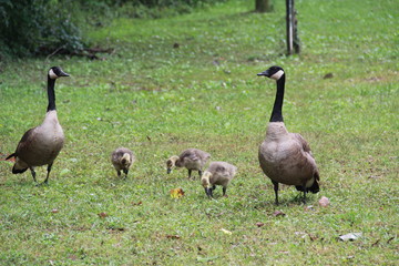 Gaggle of geese