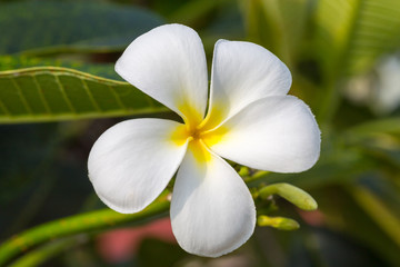 Fototapeta na wymiar White frangipani on the plumeria tree.selective focus.