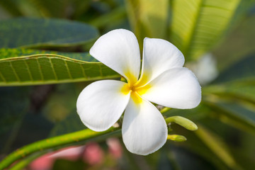 Obraz na płótnie Canvas White frangipani on the plumeria tree.selective focus.