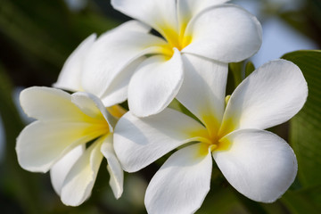 Fototapeta na wymiar White frangipani on the plumeria tree.selective focus.