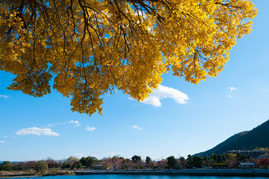 京都嵐山黄葉
