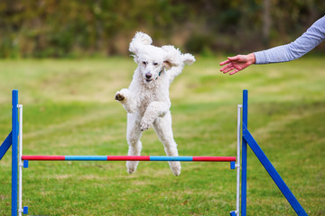 royal poodle jumps over a hurdle