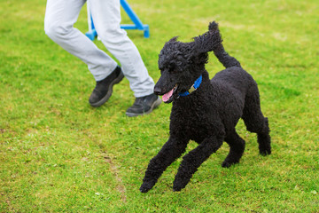 man and poodle on an agility course