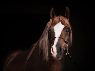 portrait of purebred arabian chestnut  stallion at black backgro