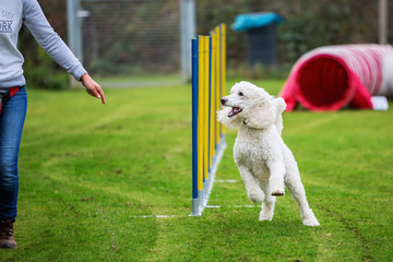 royal poodle at an agility course